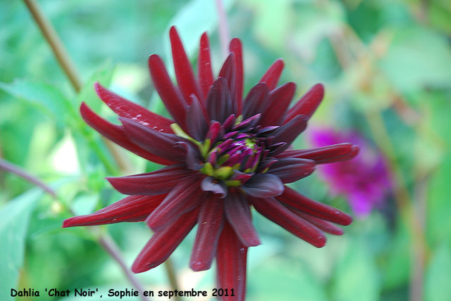 Dahlia 'Chat Noir'