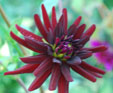 Dahlia 'Chat Noir'