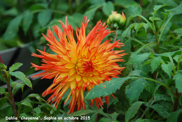 Dahlia 'Cheyenne'