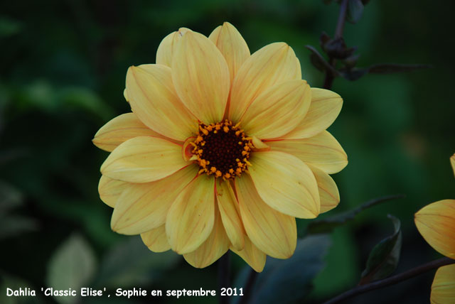 Dahlia 'Classic Elise'