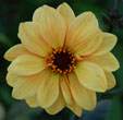 Dahlia 'Classic Elise'