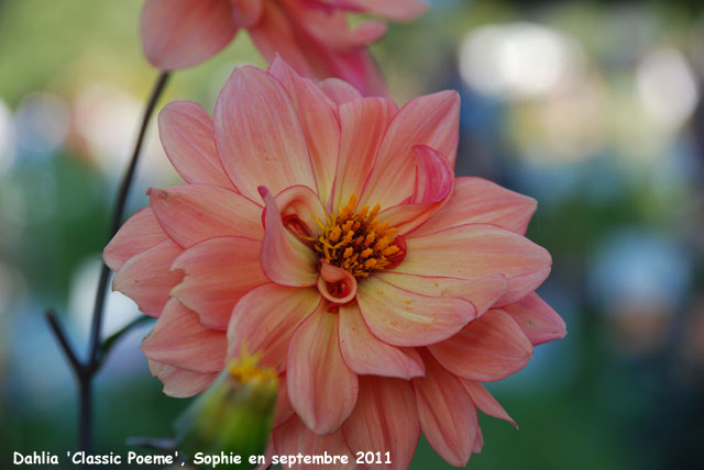 Dahlia 'Classic Poeme'