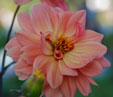 Dahlia 'Classic Poeme'