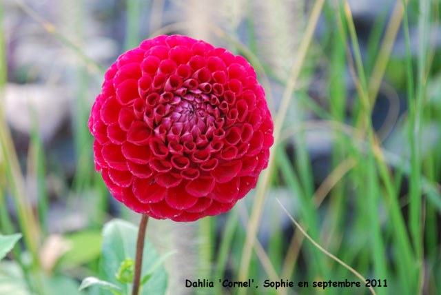 Dahlia 'Cornel'