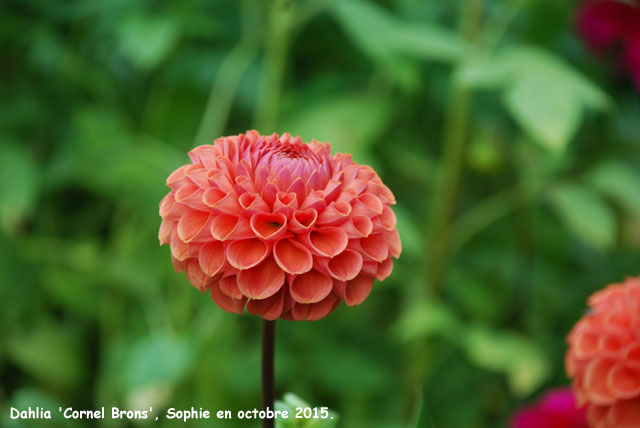 Dahlia 'Cornel Brons'