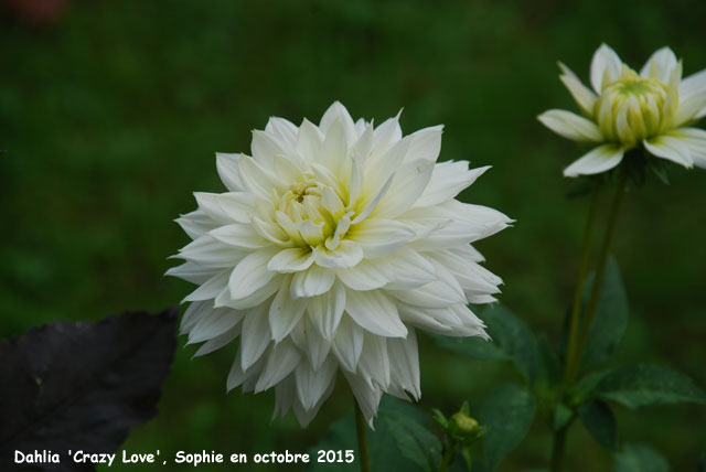 Dahlia Crazy Love'