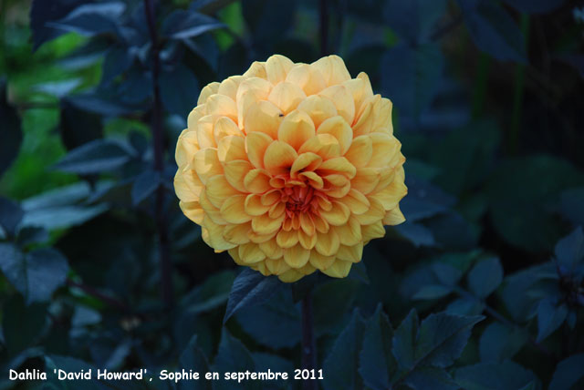 Dahlia 'David Hoxard'