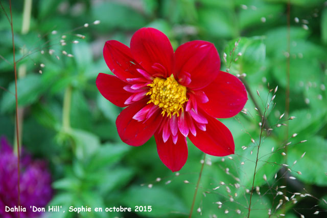 Dahlia 'Don Hill'