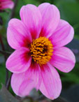 Dahlia 'Fascination'