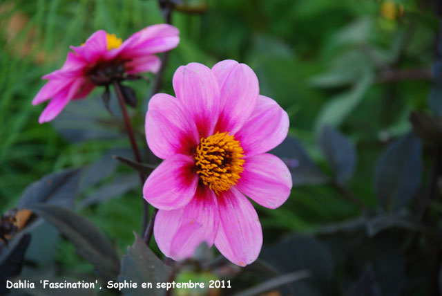 Dahlia 'Fascination'