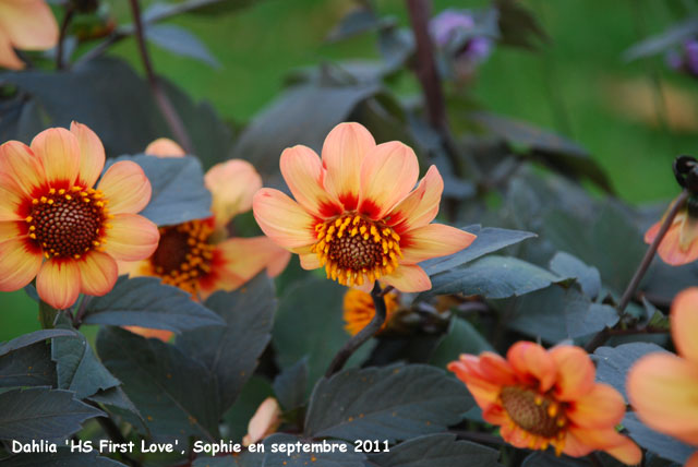 Dahlia 'First Love'