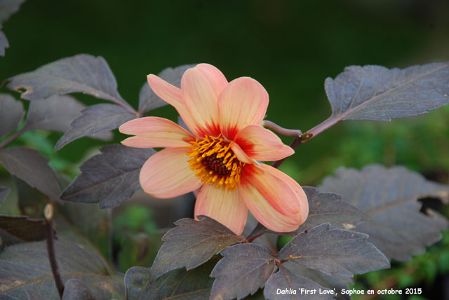 Dahlia 'First Love'