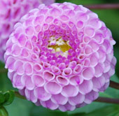 Dahlia 'Frank Holmes'