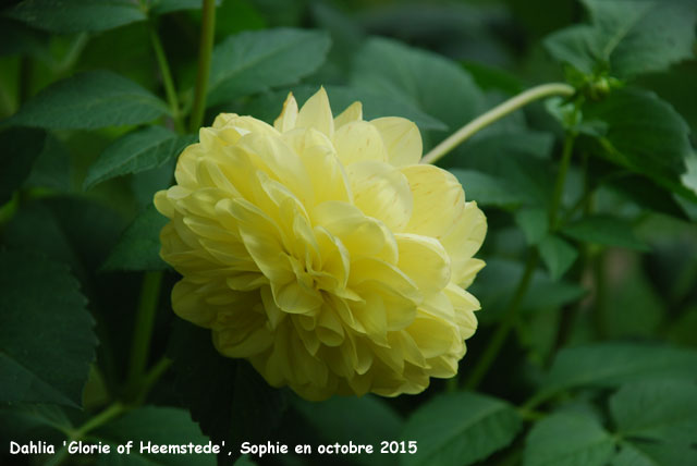 Dahlia 'Glorie of Heemstede'