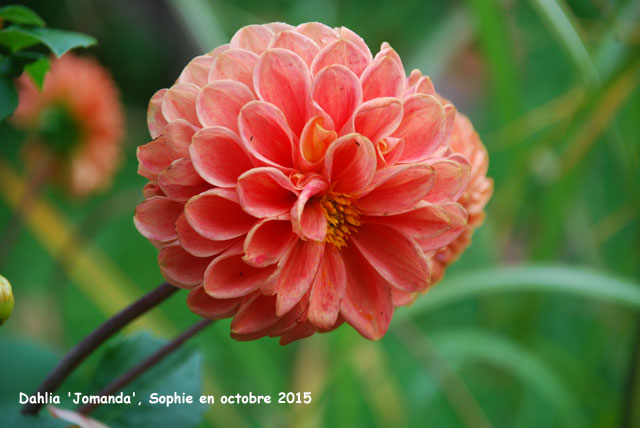 Dahlia 'Jomanda'