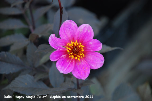 Dahlia 'H.S. Juliet'