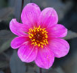 Dahlia 'H. S. Juliet'