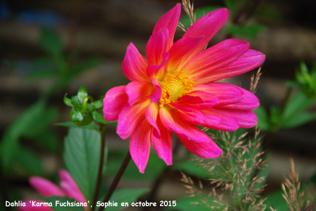 Dahlia 'Karma Fuchsiana'