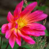 Dahlia 'Karma Fuchsiana'