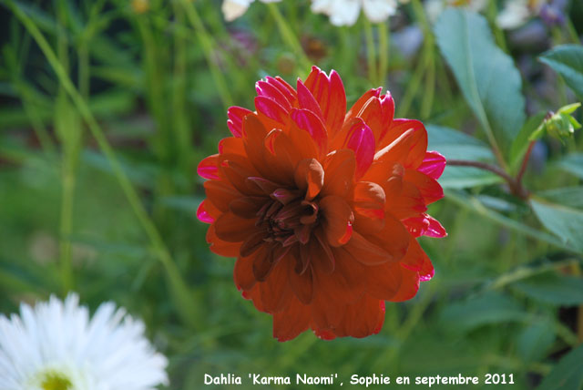 Dahlia 'Karma Naomi'
