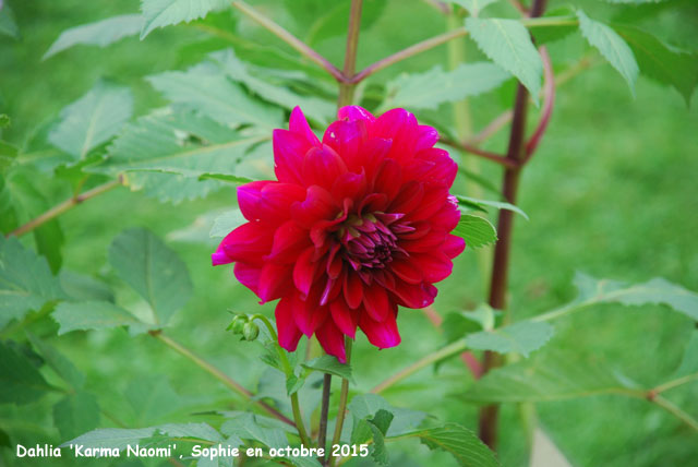 Dahlia 'Karma Naomi'