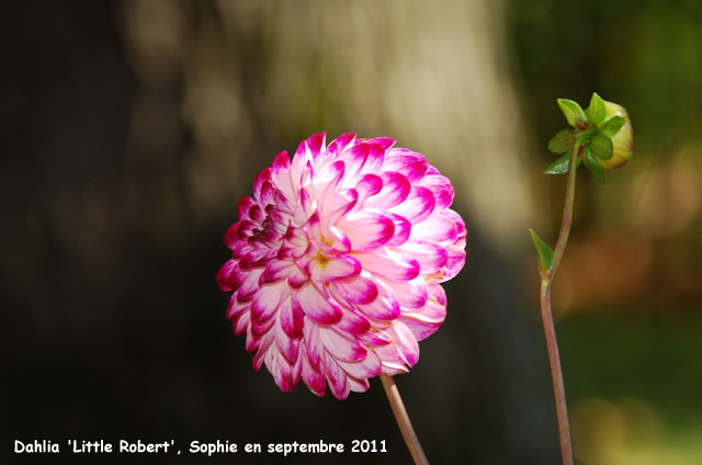 Dahlia 'Little Robert'