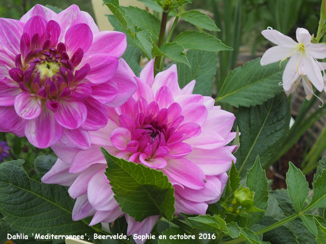 Dahlia 'Mediterranee'