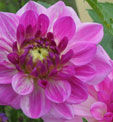 Dahlia 'Mediterranee'