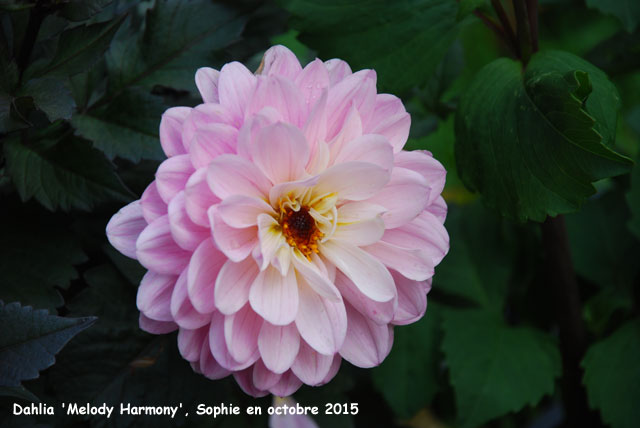 Dahlia 'Melody Harmony'