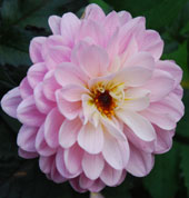 Dahlia 'Melody Harmony'