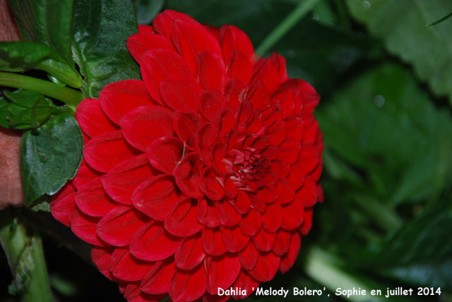 Dahlia 'Melody Bolero'