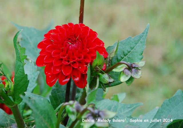 Dahlia 'Melody Bolero'