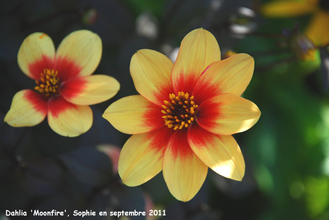 Dahlia 'Moonfire'