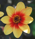 Dahlia 'moonfire'