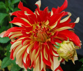 Dahlia 'Nick Senior'