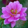 Dahlia 'Onesta'