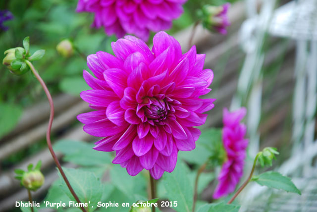 Dahlia 'Purple Flame'