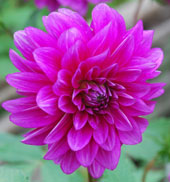 'Purple Flame'