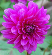 Dahlia 'Purple Flame'