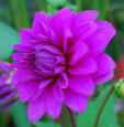 Dahlia 'Requiem'