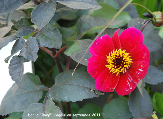 Dahlia 'Roxy'