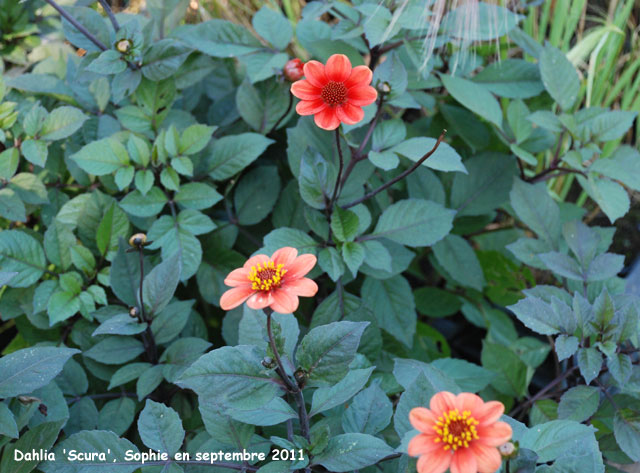 Dahlia 'Scura'