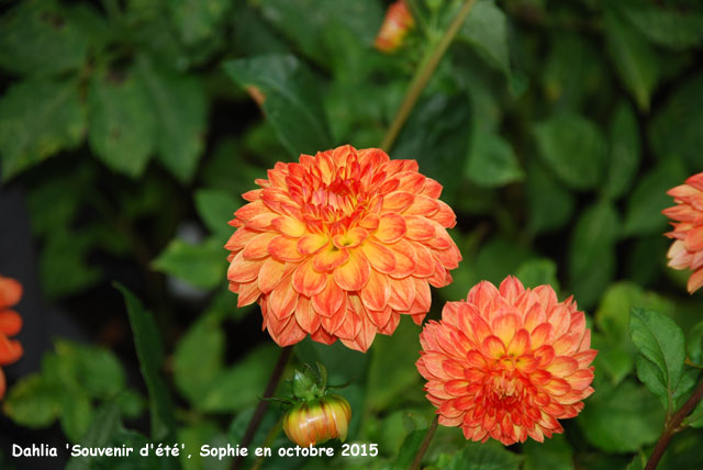 Dahlia 'Souvenir d'été'