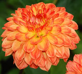 Dahlia 'Souvenir d'été'