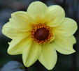 dahlia 'Summertime'