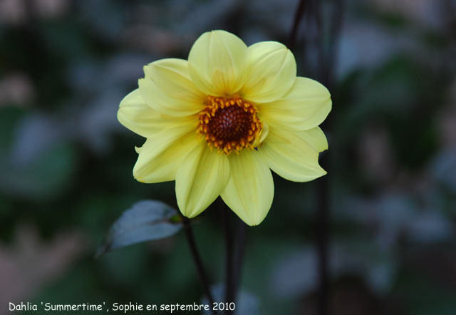 Dahlia 'Summertime'