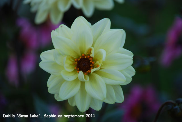 Dahlia 'Classic Swan Lake'