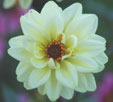 Dahlia 'Classic Swan Lake'