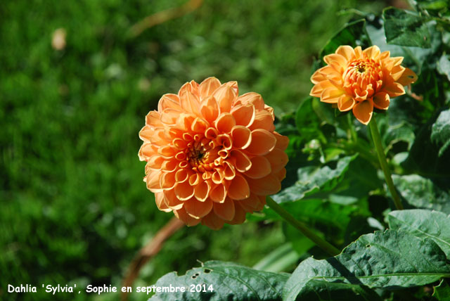 Dahlia 'Sylvia'