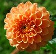 Dahlia 'Sylvia'